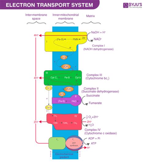 ets cycle in mitochondria.